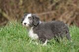BEARDED COLLIE 350